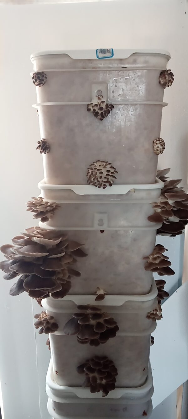 Oyster Mushroom Ready-to-Fruit Bucket (L) - Image 2