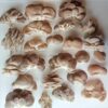 Mushrooms Fresh - Oyster 1kg - Image 3