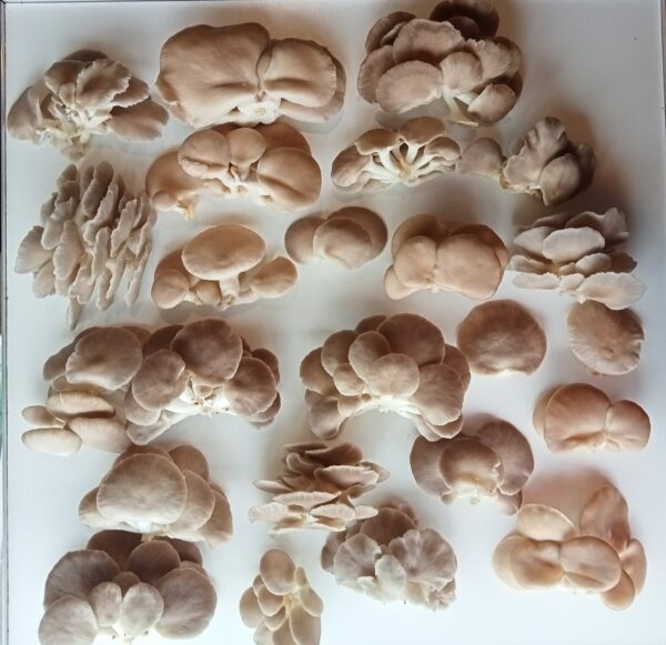 Mushrooms Fresh - Oyster 1kg - Image 3