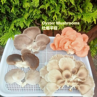 A variety of oyster mushrooms picked and fresh sitting on a container