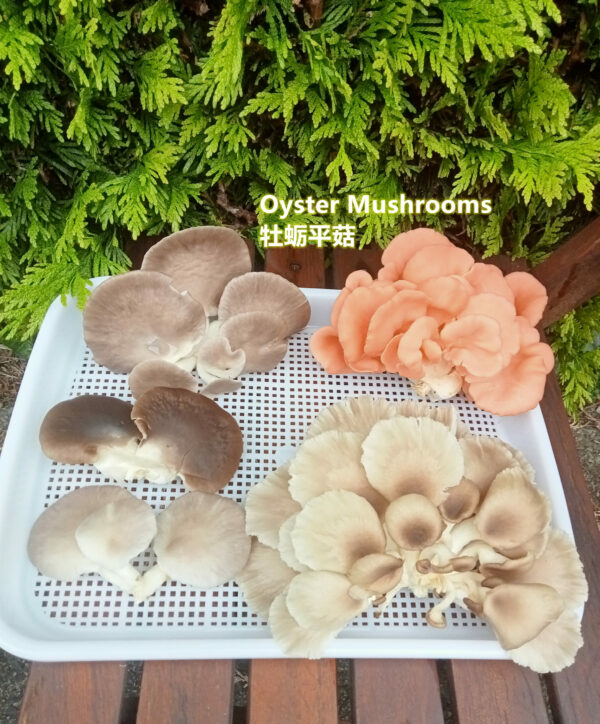 A variety of oyster mushrooms picked and fresh sitting on a container