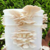 Very white oyster mushrooms fruiting out of a bucket