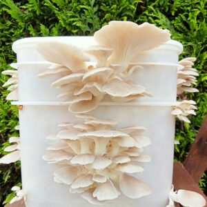 Very white oyster mushrooms fruiting out of a bucket