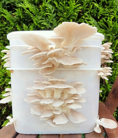 Very white oyster mushrooms fruiting out of a bucket