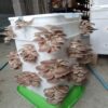 Mushroom Spawn - Oyster 1.5kg - Image 3
