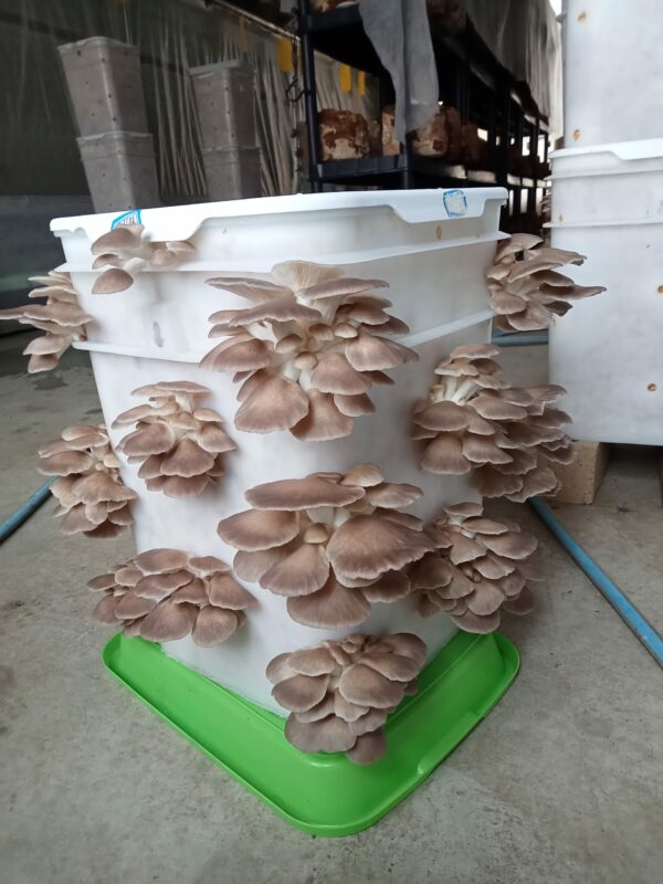 Mushroom Spawn - Oyster 1.5kg - Image 3