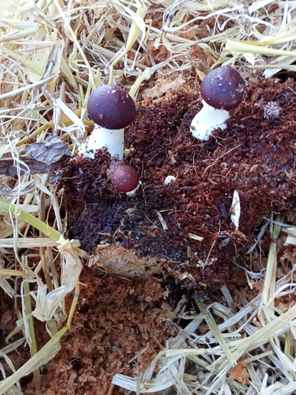 Mushroom King Stropharia  Spawn 1.5KG - Image 2