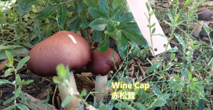 2 Wine cap mushrooms in the garden looking fresh and ready to eat