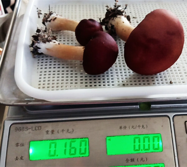 Mushroom King Stropharia  Spawn 1.5KG - Image 7