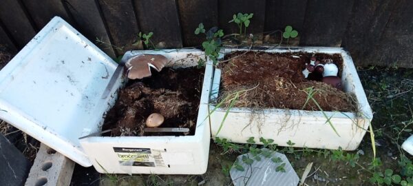 Mushroom King Stropharia  Spawn 1.5KG - Image 3