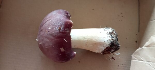 Mushroom King Stropharia  Spawn 1.5KG - Image 5