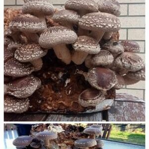 Mushroom Ready-to-Fruit Block - Shiitake