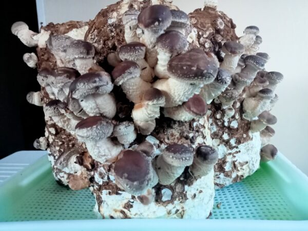 Mushroom Ready-to-Fruit Block - Shiitake - Image 2