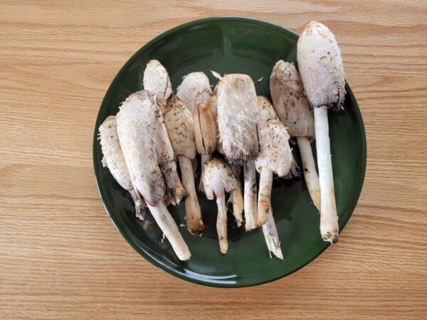 Mushroom Spawn - Shaggy Mane Spawn 1.5kg - Image 2