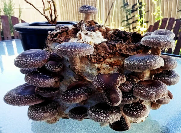 Mushroom Ready-to-Fruit Block - Shiitake - Image 4