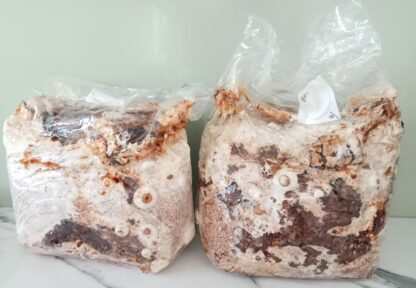 A bag of mushroom spawn with sawdust, ready to fruit.