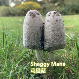 2 Shaggy mane mushrooms growing out of the grass in nature
