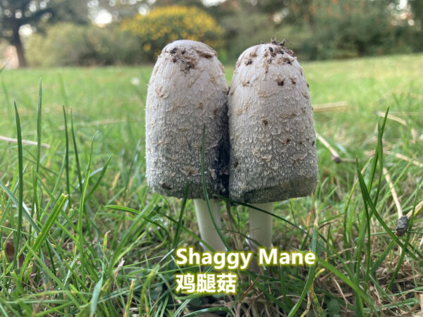 2 Shaggy mane mushrooms growing out of the grass in nature