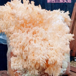 Beautiful Picture of a coral shaped mushroom