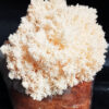 Lion Mane Ready-to-Fruit Block (small)