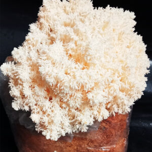 A large, white Lion's Mane mushroom fruiting block showing thick, shaggy spines ready for harvest.