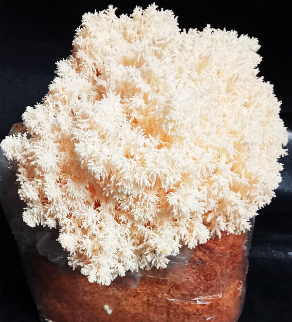 Lion Mane Ready-to-Fruit Block (small)