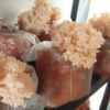 Lion Mane Ready-to-Fruit Block (small) - Image 2