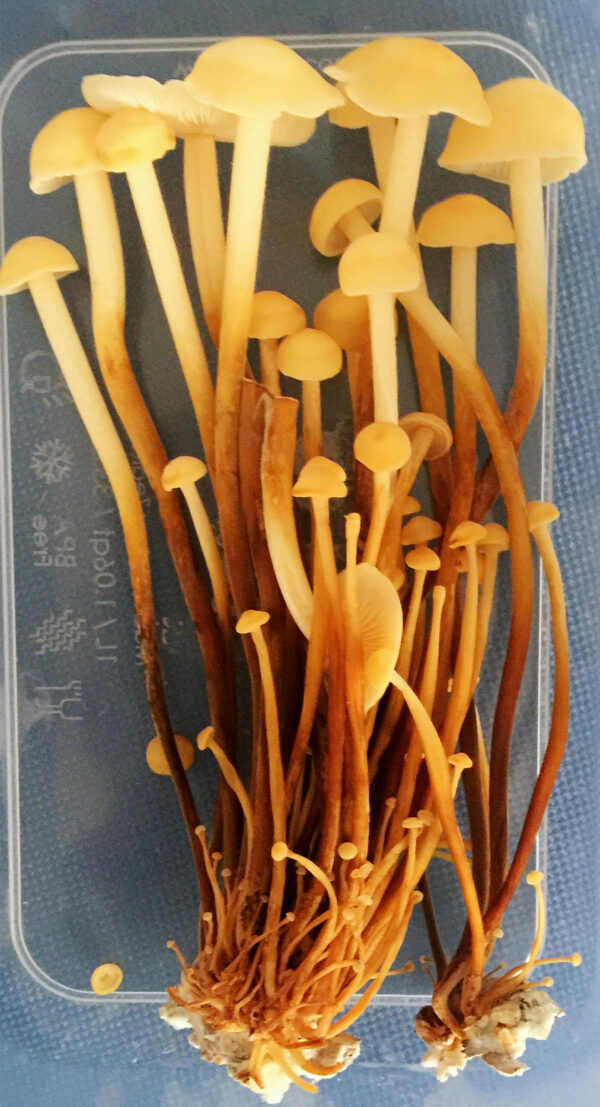 Mushroom Ready-to-Fruit Block - Enoki - Image 5