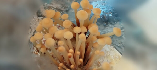 Mushroom Ready-to-Fruit Block - Enoki - Image 4