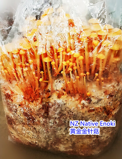 Slightly browning skinny tall enoki mushrooms fruiting out of a clear bag