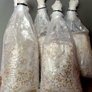 A 1.5kg bag of white, fully colonized oyster mushroom grain spawn with a professional micron filter patch.