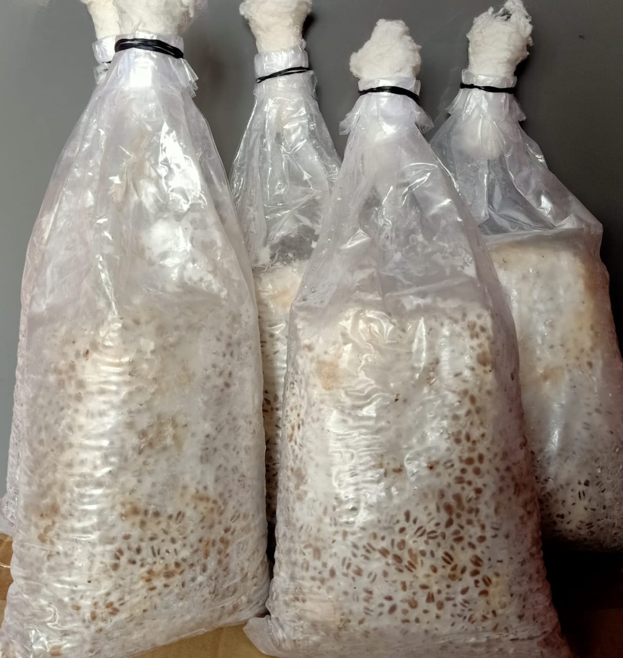 A 1.5kg bag of white, fully colonized oyster mushroom grain spawn with a professional micron filter patch.