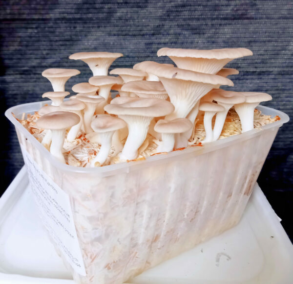Mushroom Spawn - Oyster 1.5kg - Image 4