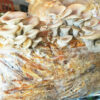 Mushroom Spawn - Oyster 1.5kg - Image 6