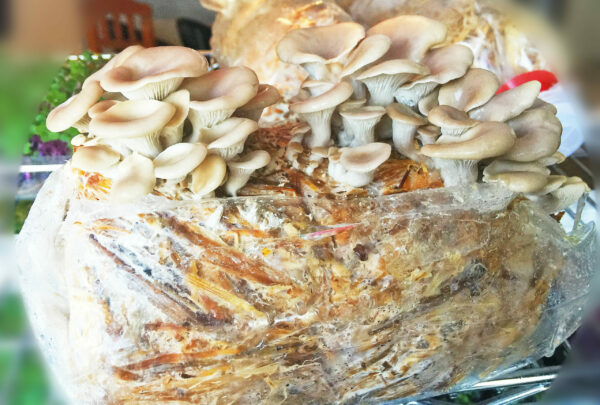 Mushroom Spawn - Oyster 1.5kg - Image 6
