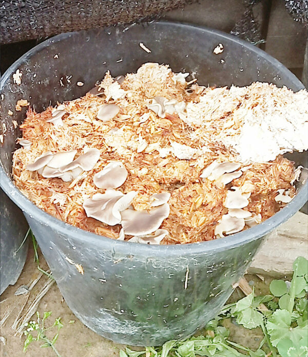 Mushroom Spawn - Oyster 1.5kg - Image 8
