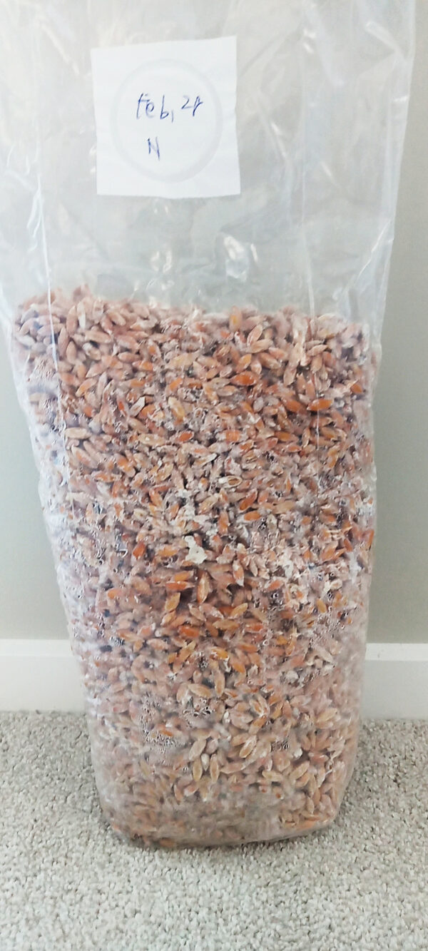 Mushroom Spawn - Oyster 1.5kg - Image 9