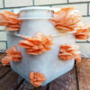 Mushroom Spawn - Oyster 1.5kg - Image 2