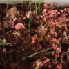 Mushroom Spawn - Oyster 1.5kg - Image 5