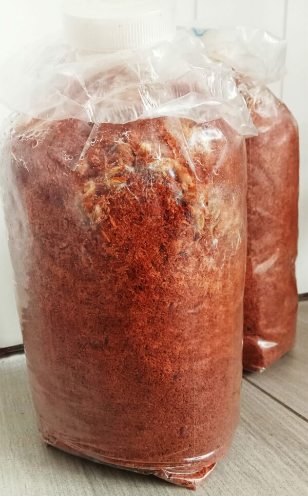 Lion Mane Ready-to-Fruit Block (small) - Image 4