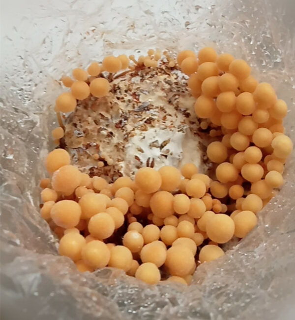 Mushroom Ready-to-Fruit Block - Enoki - Image 3