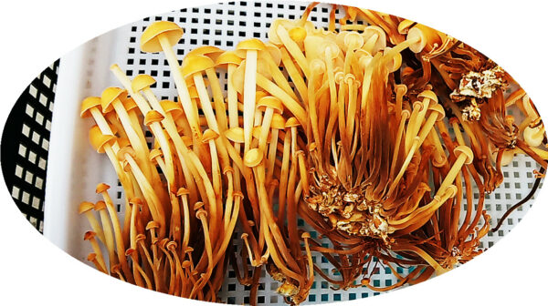 Mushroom Ready-to-Fruit Block - Enoki - Image 6