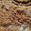 Compost - Mycelium Infused Compost Bag - Image 2