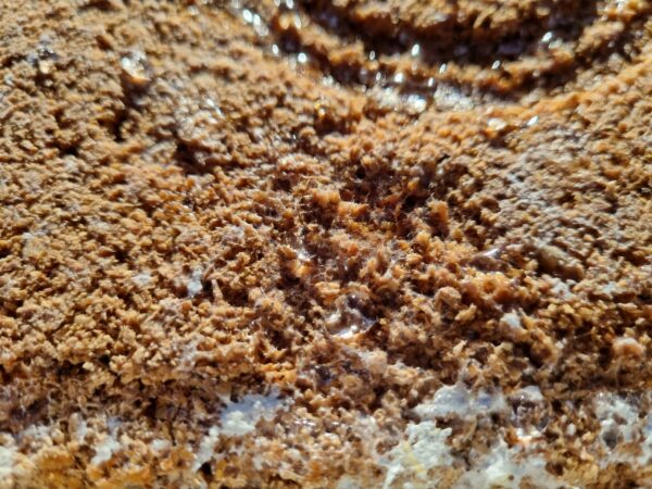 Compost - Mycelium Infused Compost Bag - Image 2