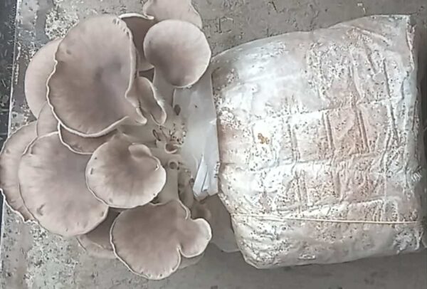 Oyster Mushrooms Ready-to-Fruit Block (S) - Image 3