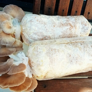 Oyster Mushrooms Ready-to-Fruit Block (S)