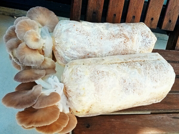 Oyster Mushrooms Ready-to-Fruit Block (S)