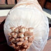 Oyster Mushrooms Ready-to-Fruit Block (S) - Image 3