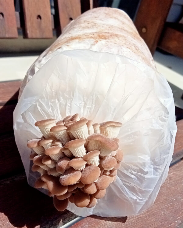 Oyster Mushrooms Ready-to-Fruit Block (S) - Image 3