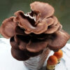 Oyster Mushrooms Ready-to-Fruit Block (S) - Image 4